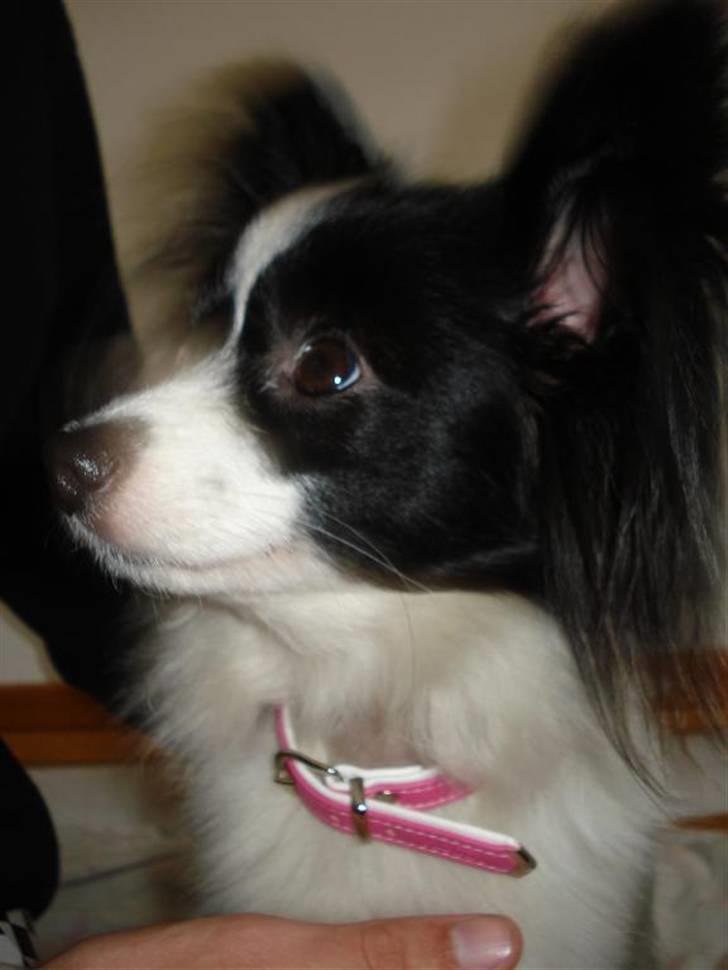 Papillon Nala - Nala - 26. dec. 07 billede 13