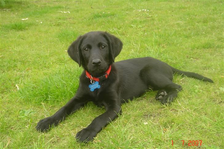 Labrador retriever Kia billede 3