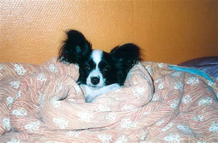 Papillon Nala billede 14