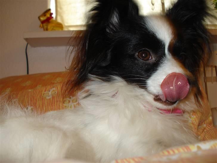 Papillon Nala - Nala - 14. januar 08 billede 15