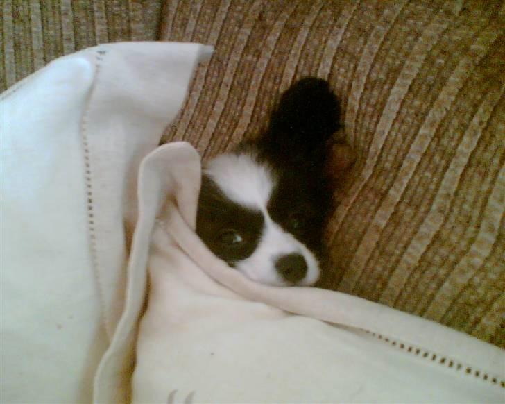 Papillon Nala billede 16