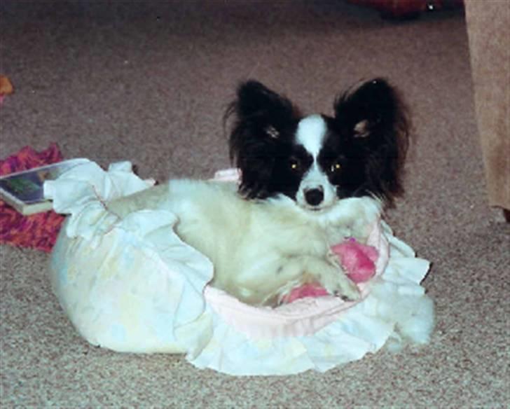 Papillon Nala billede 17