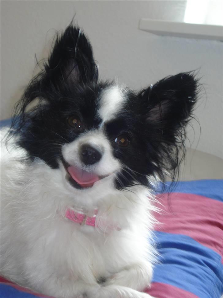 Papillon Nala - Nala - 19. juli 08 billede 18