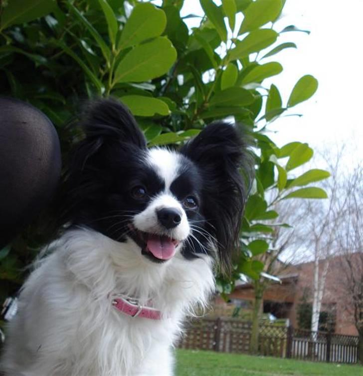 Papillon Nala - Nala - marts, 08 billede 19