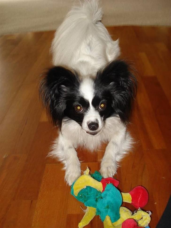 Papillon Nala - Nala - 2008 billede 20