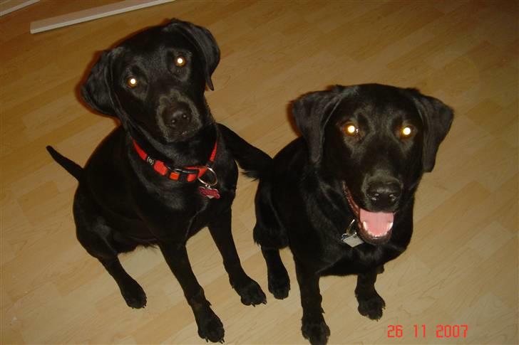 Labrador retriever Kia - Kia og hendes bofælle Kenya, det er Kia til højre ;) billede 4