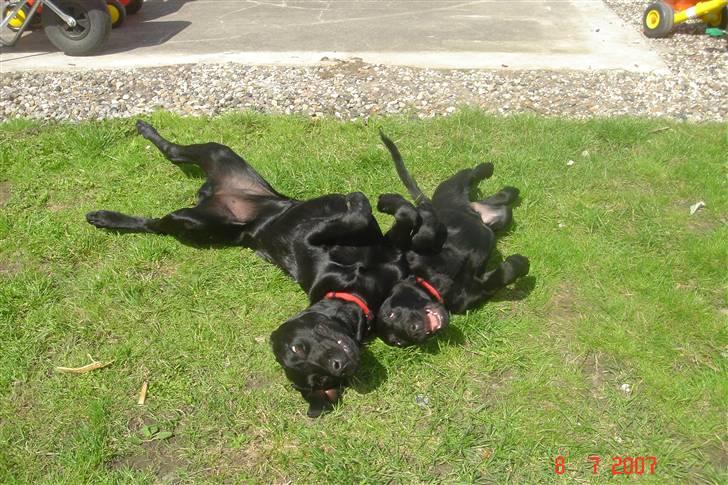 Labrador retriever Kia billede 5