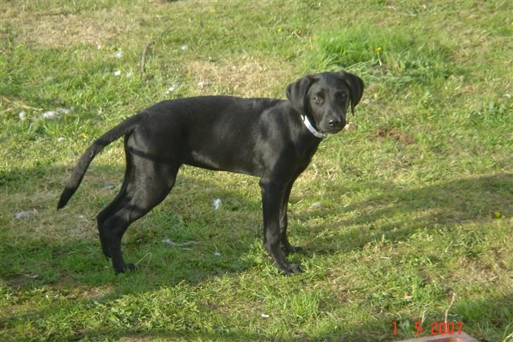 Blanding af racer Kenya - Kenya 5 mdr og lige ankommet til os ;) billede 1