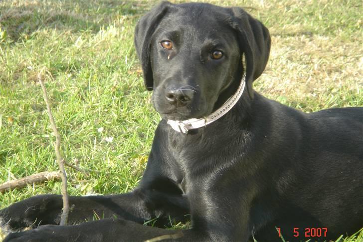 Blanding af racer Kenya billede 2