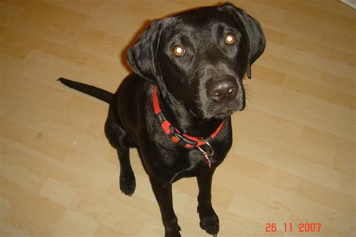 Blanding af racer Kenya billede 3