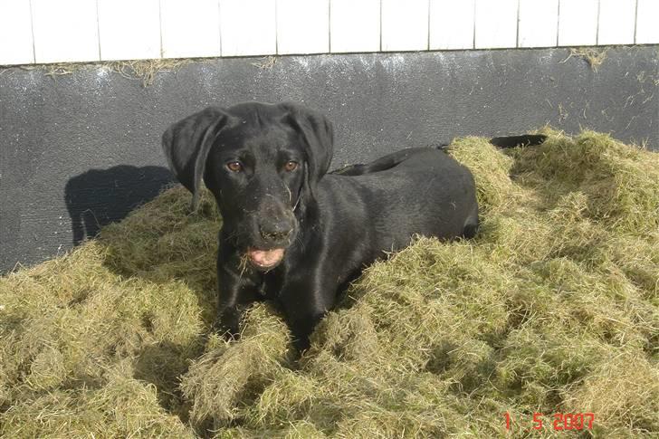 Blanding af racer Kenya billede 4