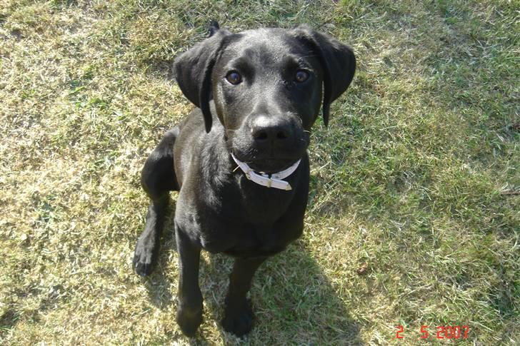 Blanding af racer Kenya billede 5