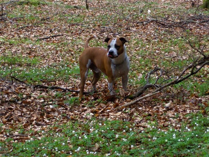 Amerikansk staffordshire terrier Homer *R.I.P.* - Homer på skovtur billede 5
