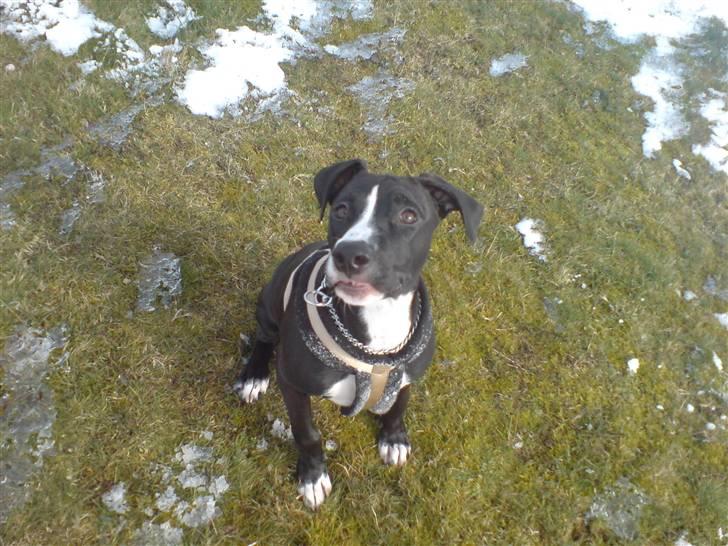 Amerikansk staffordshire terrier sisi billede 13