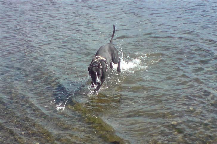 Amerikansk staffordshire terrier sisi billede 14