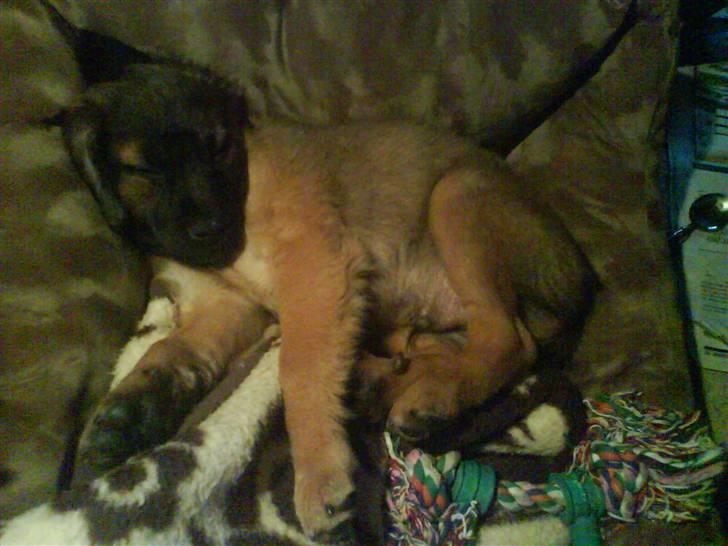 Blanding af racer Jack (græsk hund) billede 2