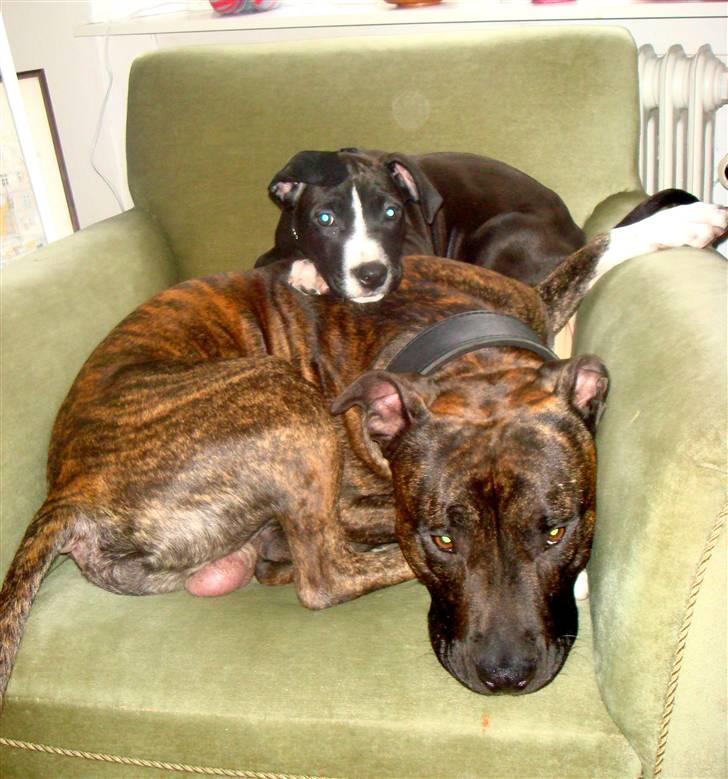 Amerikansk staffordshire terrier sisi billede 15