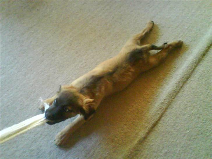 Blanding af racer Jack (græsk hund) billede 3