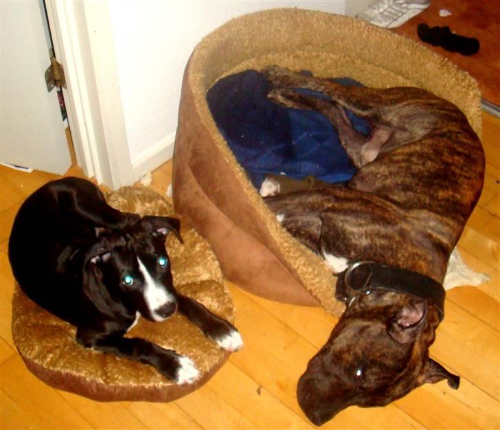 Amerikansk staffordshire terrier sisi billede 16