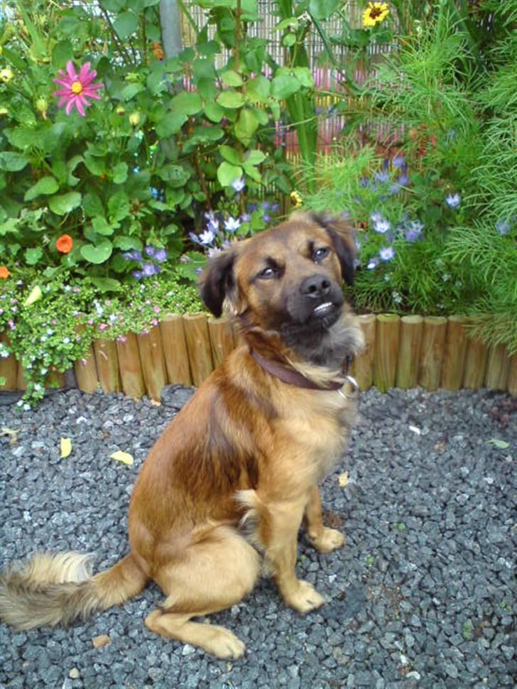 Blanding af racer Jack (græsk hund) billede 4