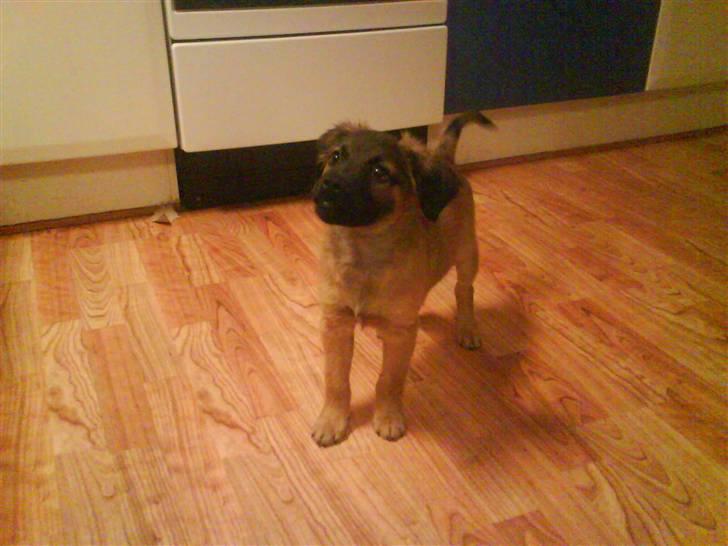 Blanding af racer Jack (græsk hund) billede 5