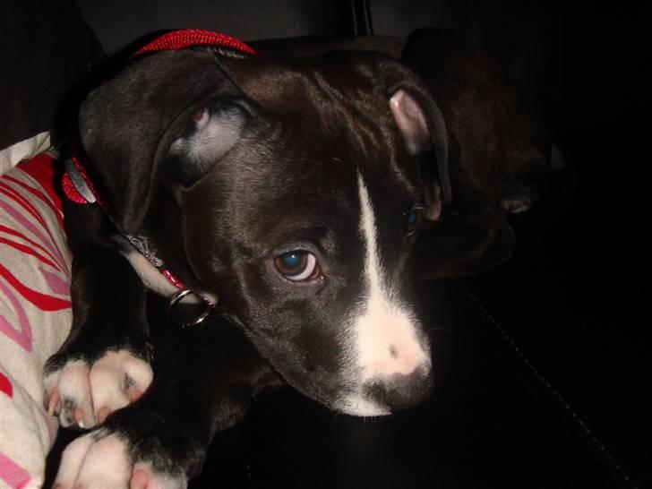 Amerikansk staffordshire terrier sisi billede 17