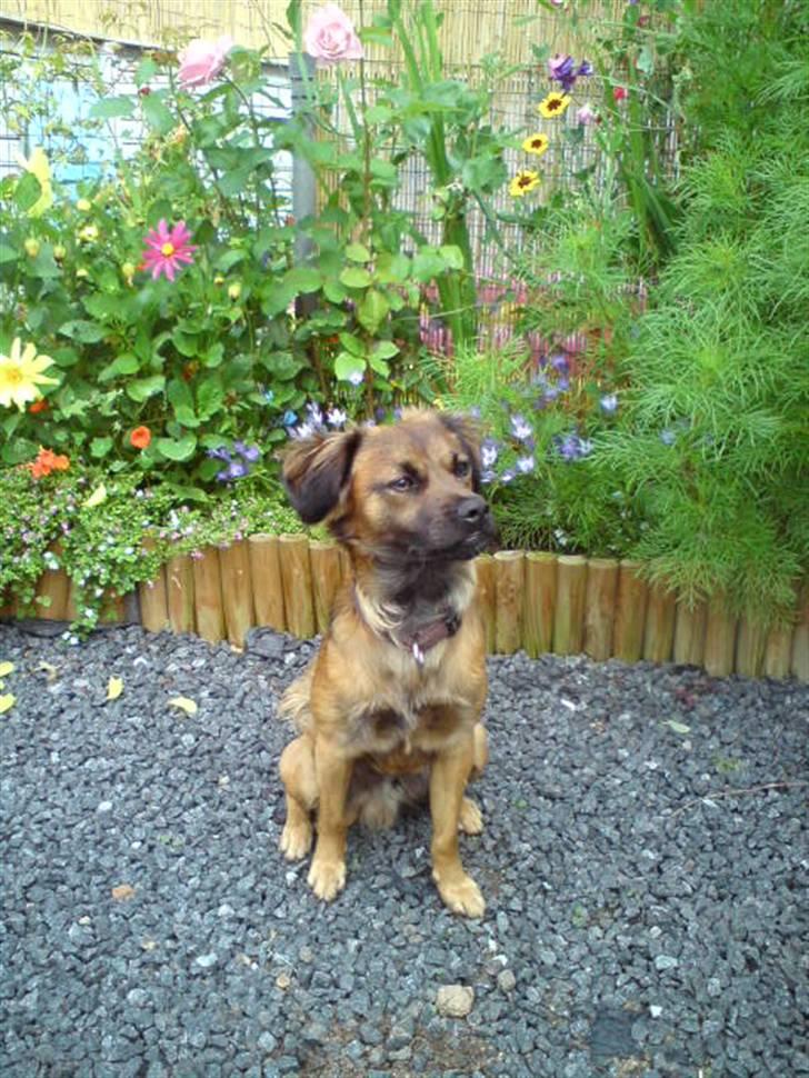 Blanding af racer Jack (græsk hund) billede 6