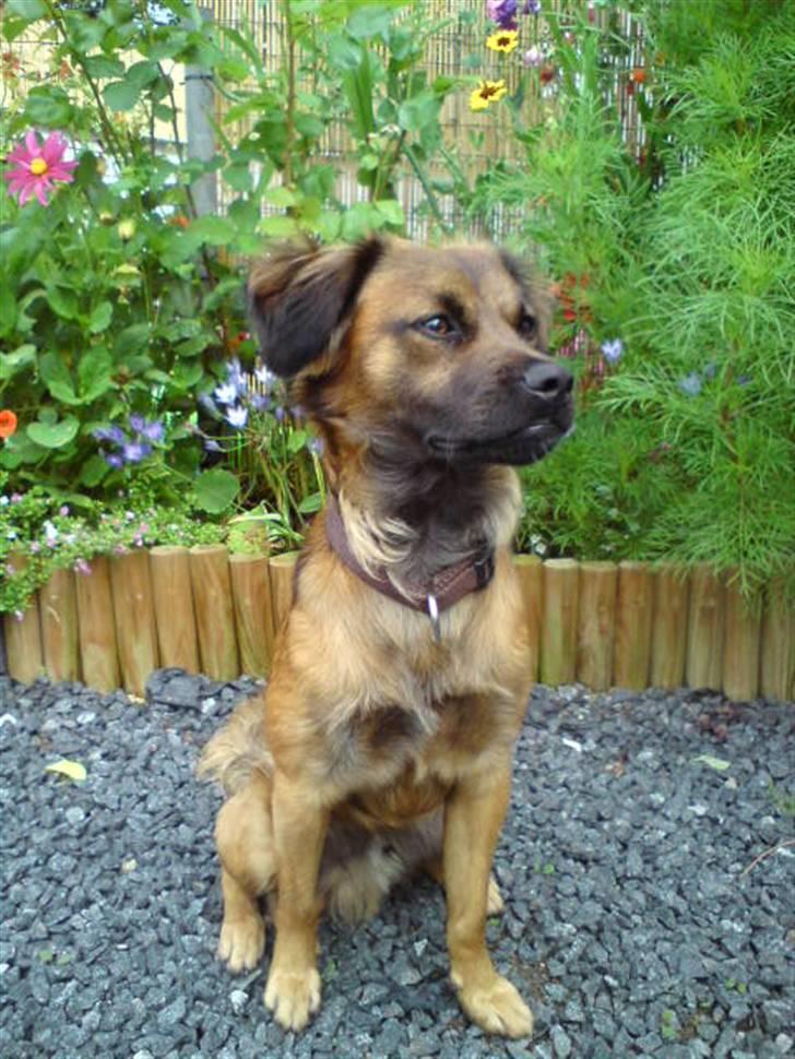 Blanding af racer Jack (græsk hund) billede 7