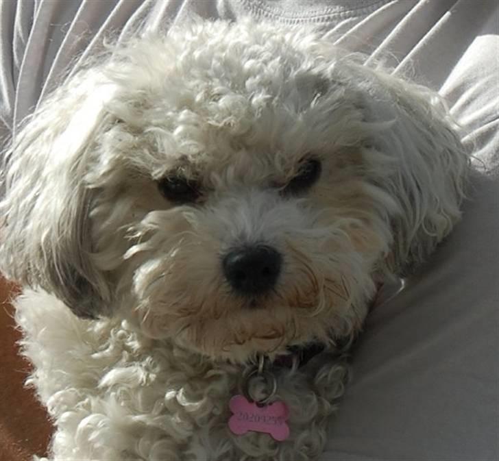 Løwchen  Zibbe - Zibbe  den dejlige billede 1