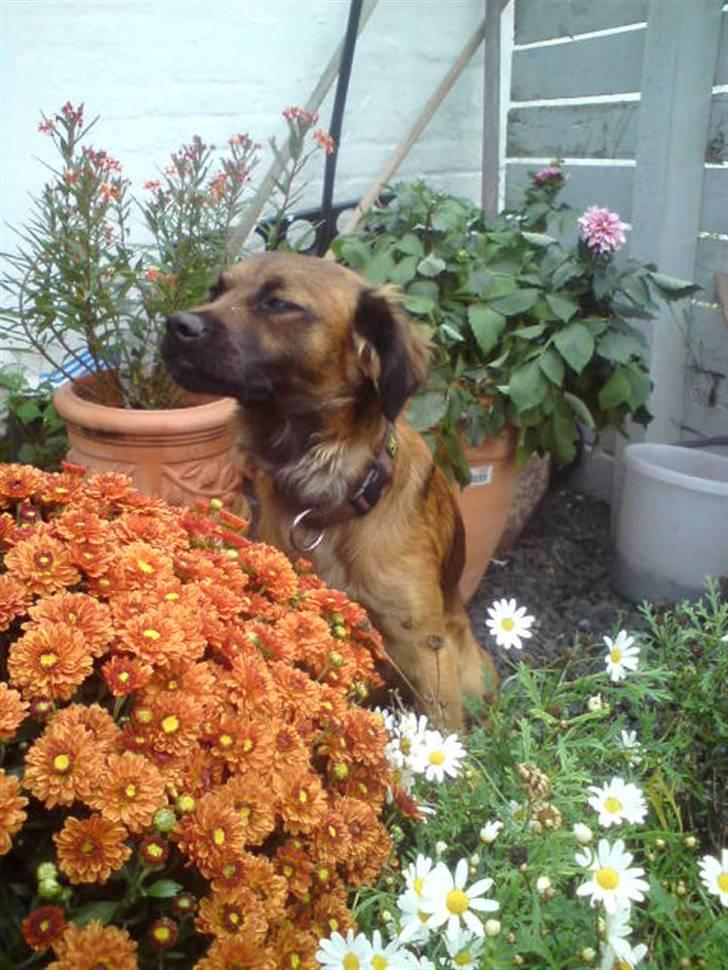 Blanding af racer Jack (græsk hund) billede 8