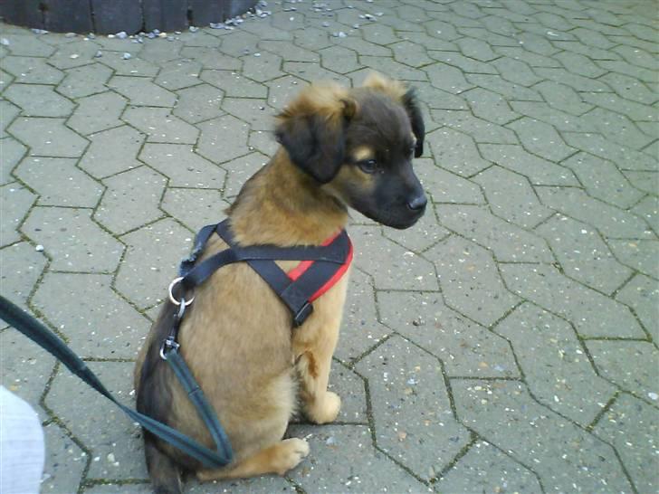 Blanding af racer Jack (græsk hund) billede 9