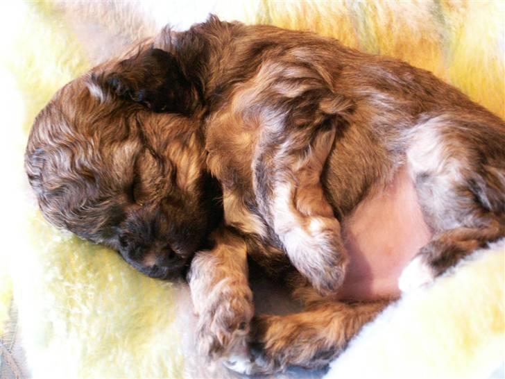 Løwchen  Zibbe - Zibbe 4 uger billede 2