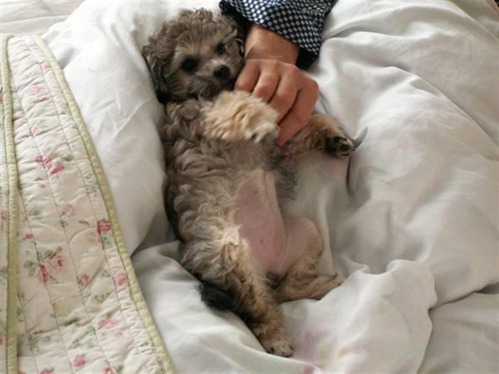 Løwchen  Zibbe - Zibbe 10 uger. Haft hende i 2 dage billede 3