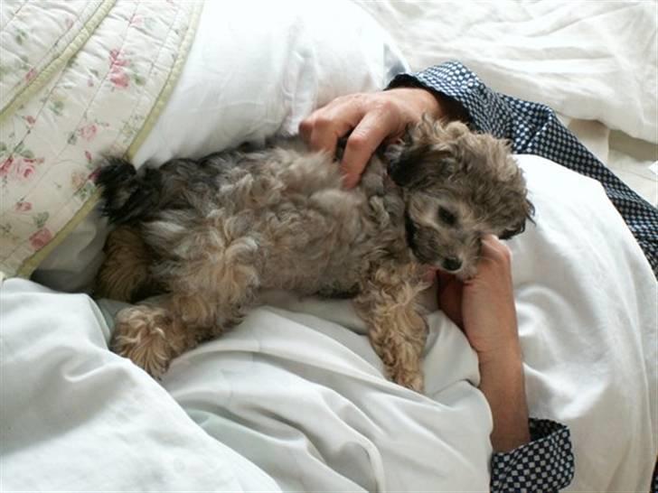 Løwchen  Zibbe - Zibbe 10 uger. Haft hende i 2 dage billede 4