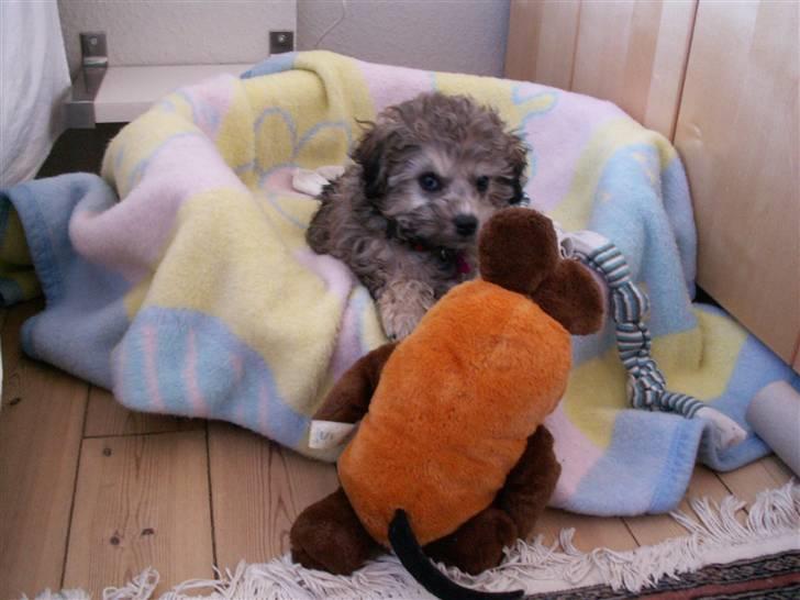 Løwchen  Zibbe - Zibbe og Mausi holder sammen billede 5