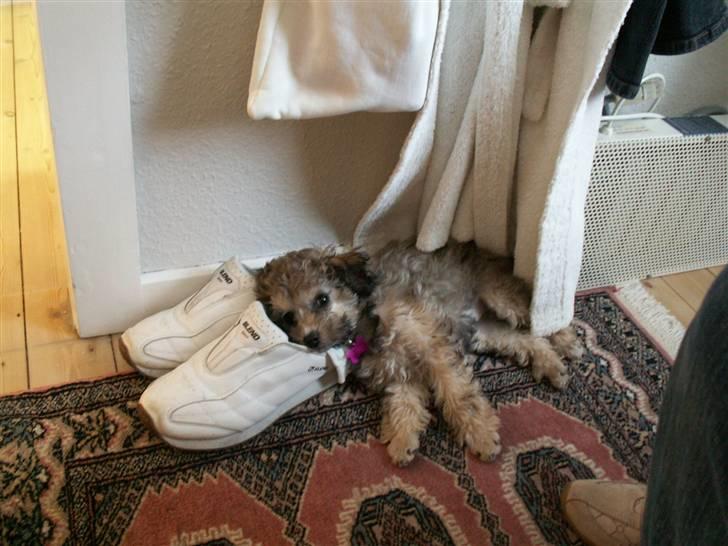 Løwchen  Zibbe - Zibbes faste soveplads i mors sko billede 6