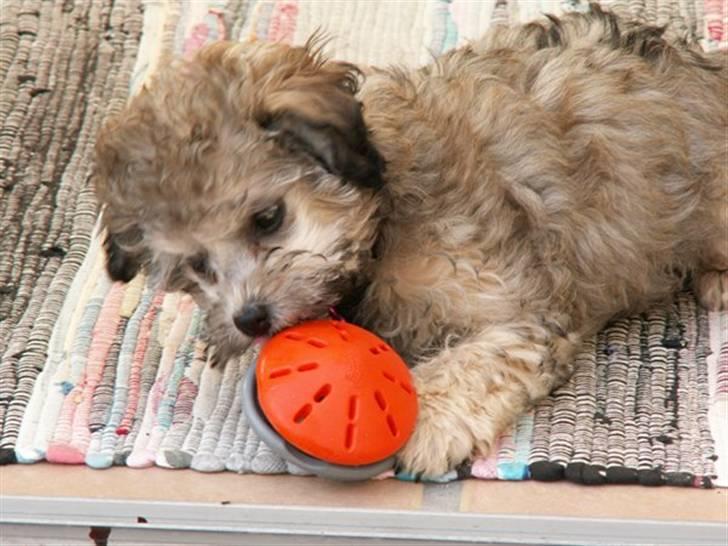 Løwchen  Zibbe - Zibbe søger efter leverpostejen  er her 11 1/2 uge billede 7