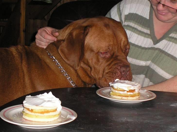 Dogue de bordeaux Pretty R.I.P. - Her skal jeg have min fødselsdagskage:O) billede 2