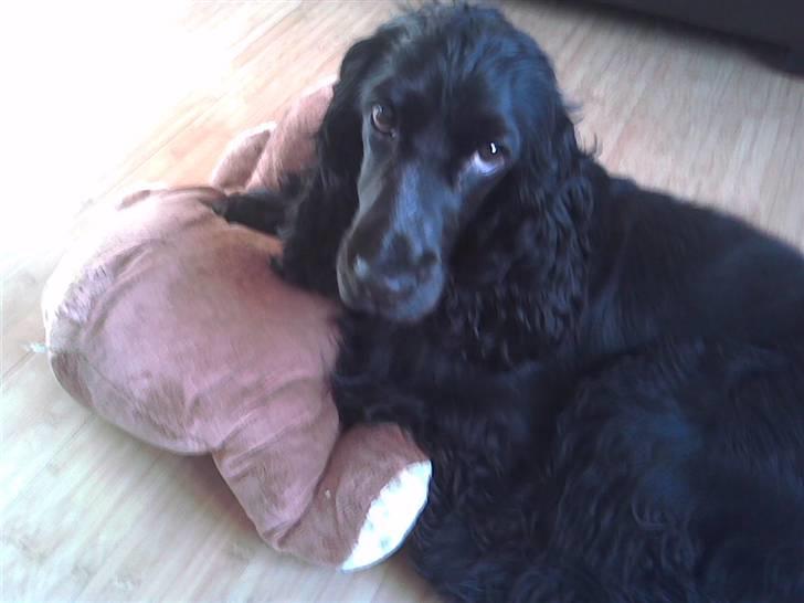 Cocker spaniel Terle - Terle putter med aben billede 13