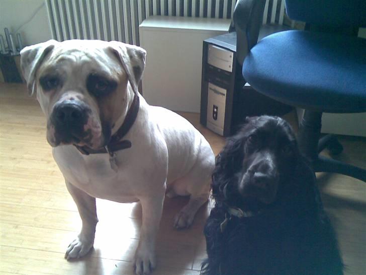 Cocker spaniel Terle - Mig og min ven Nixon billede 14