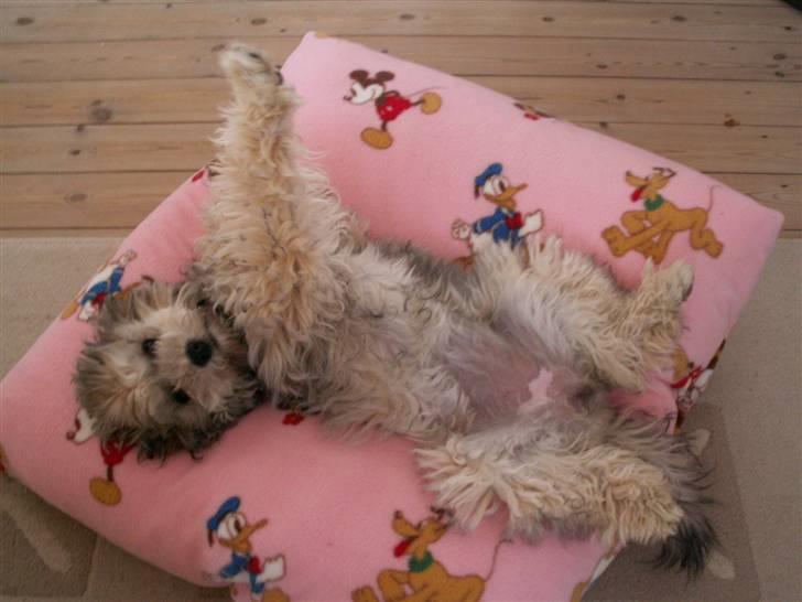 Løwchen  Zibbe - Zibbe har fået ny pude :  ser ud til den er go nok billede 8