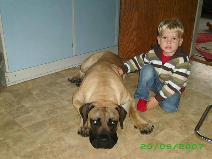 Boerboel Teglborg Ramses billede 10