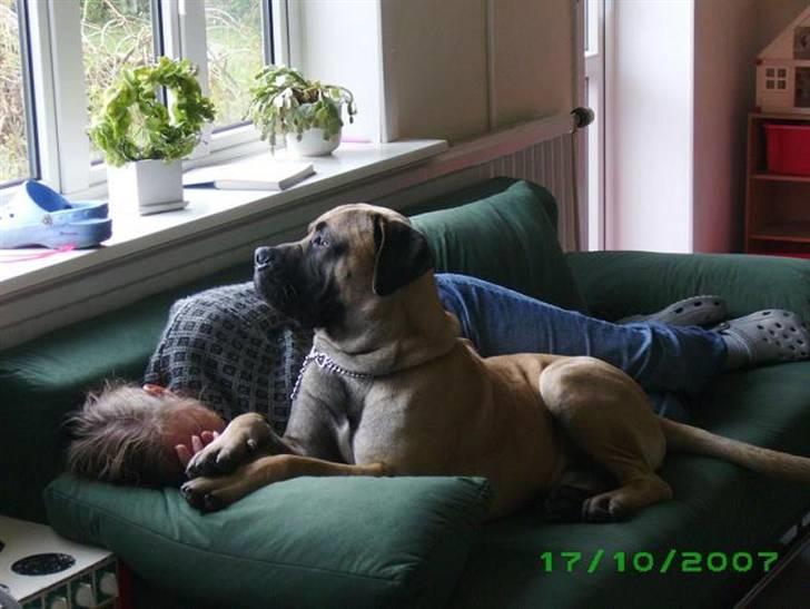 Boerboel Teglborg Ramses billede 11