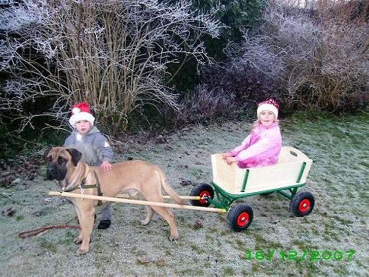 Boerboel Teglborg Ramses billede 12