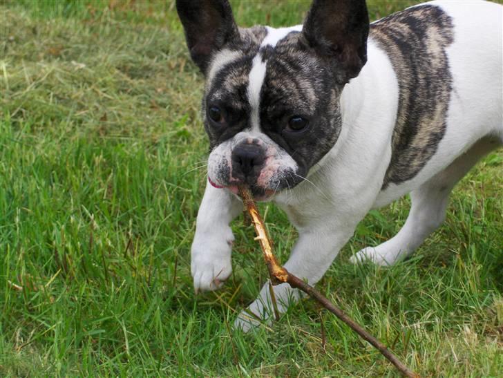 Fransk bulldog Lulu - Den pind her er bare for lækker billede 1