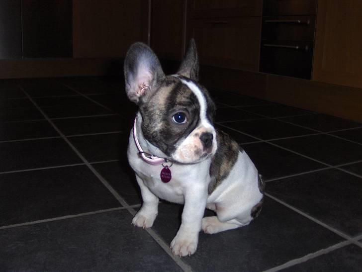 Fransk bulldog Lulu billede 2