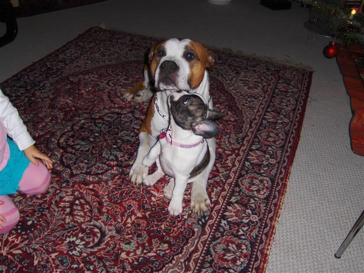 Fransk bulldog Lulu - Stort kys til storebror billede 4