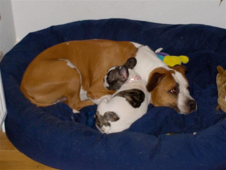 Fransk bulldog Lulu - Se hvor vi hygger billede 5