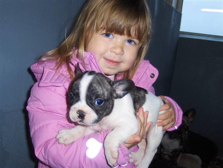 Fransk bulldog Lulu billede 6