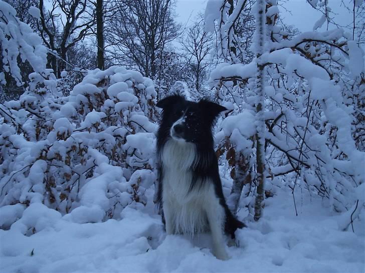 Border collie Barny billede 20